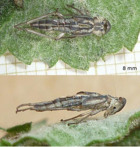 Cicadella viridis