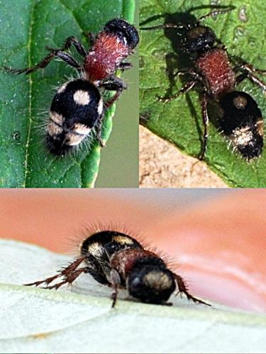 Réf. 76 592 : Smicromyrme partita
