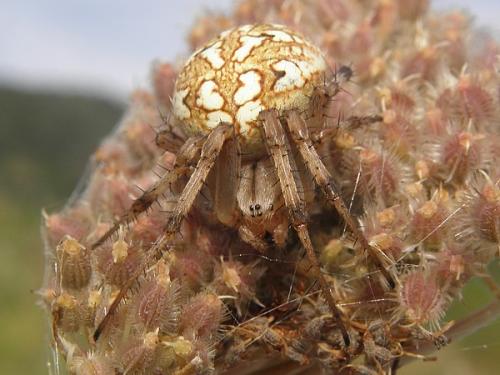 Neoscona byzanthina
