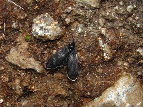 Réf. 76 172 : Typhonia ciliaris