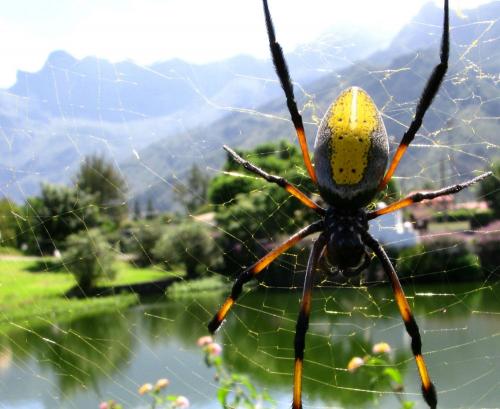 Réf. 76 712 : Trichonephila inaurata