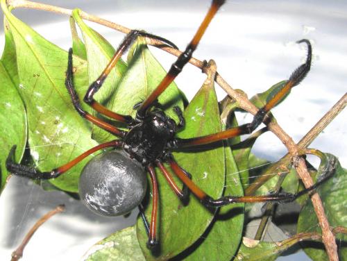 Réf. 76 340 : Trichonephila inaurata