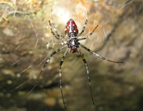 Réf. 76 711 : Nephilingis borbonica