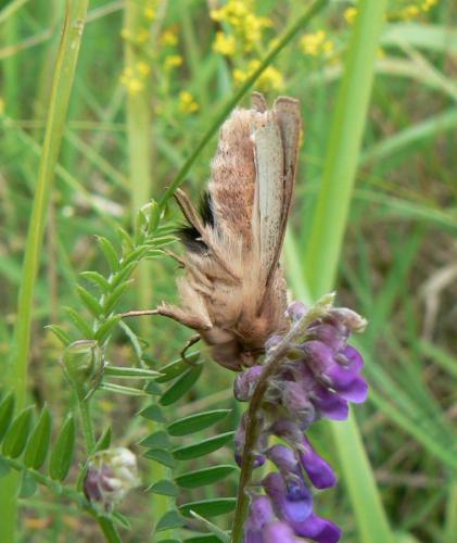 Mythimna ferrago