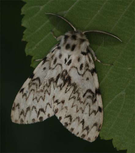 Lymantria monacha