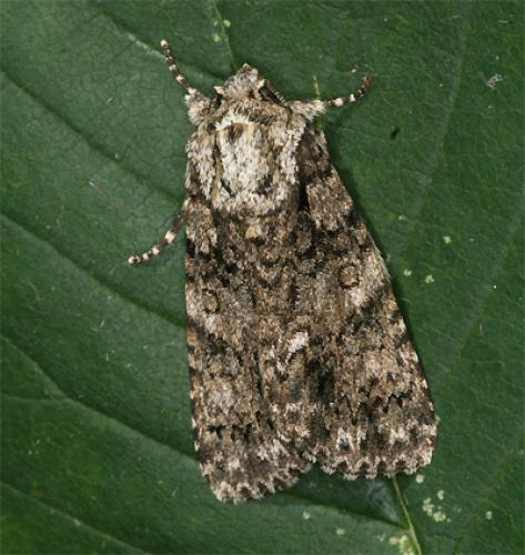 Réf. 76 366 : Acronicta rumicis