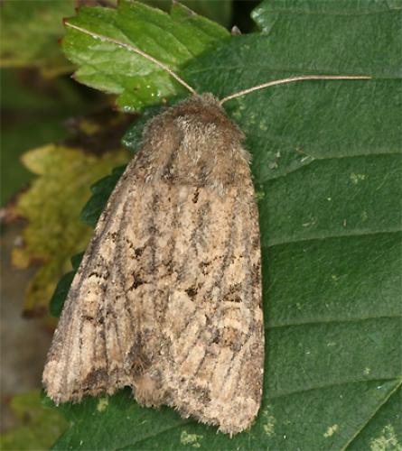 Réf. 76 429 : Luperina testacea