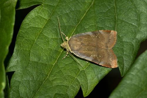 Noctua sp.