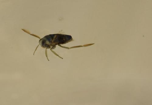 Réf. 76 400 : Notonecta sp.