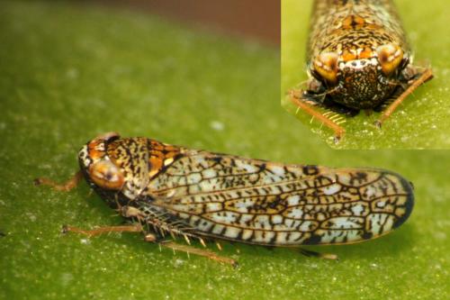 Réf. 76 133 : Orientus ishidae