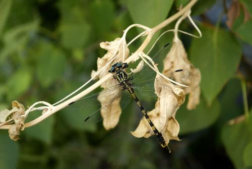 Onychogomphus uncatus