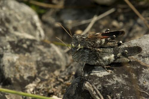 Réf. 76 508 : Oedipoda germanica germanica