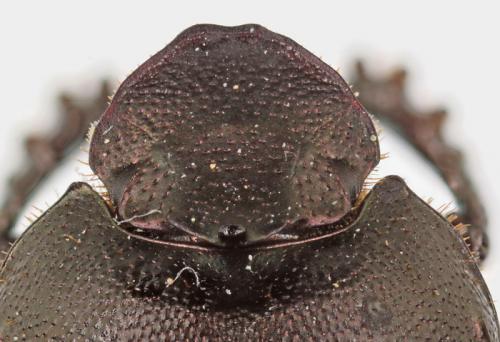 Onthophagus opacicollis