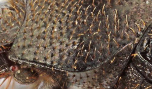 Réf. 76 274 : Onthophagus ovatus