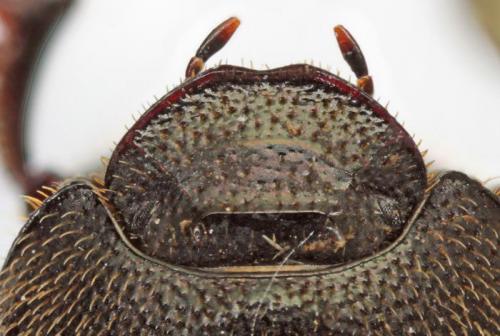Réf. 76 237 : Onthophagus ovatus