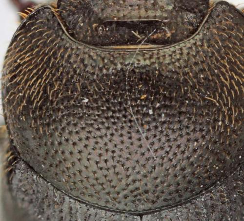 Réf. 76 238 : Onthophagus ovatus