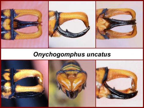 Onychogomphus uncatus