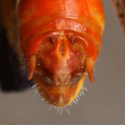 Réf. 76 827 : Stenobothrus fischeri glaucescens