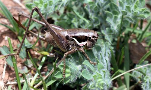 Réf. 76 471 : Pholidoptera femorata