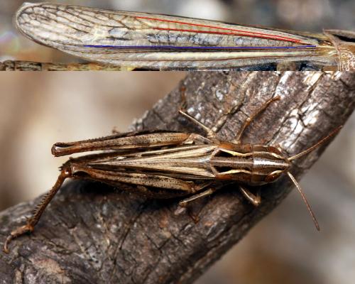 Stenobothrus stigmaticus