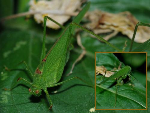 Réf. 76 245 : Phaneroptera nana