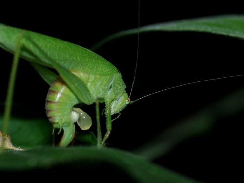 Phaneroptera nana