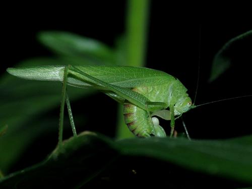Phaneroptera nana