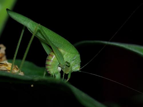 Réf. 76 246 : Phaneroptera nana