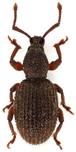 Otiorhynchus lutosus