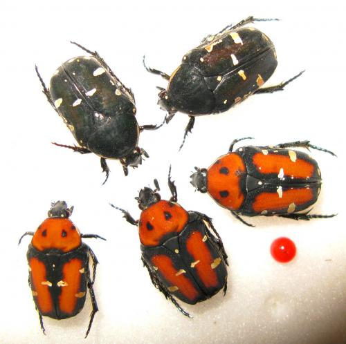 Oxycetonia versicolor