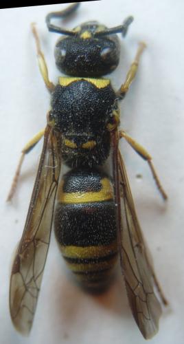 Ancistrocerus sp.