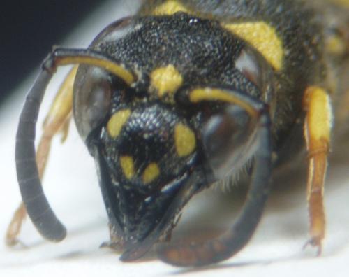 Ancistrocerus sp.