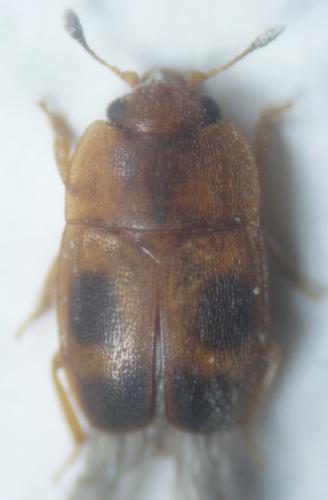 Réf. 76 462 : Epuraea ocularis