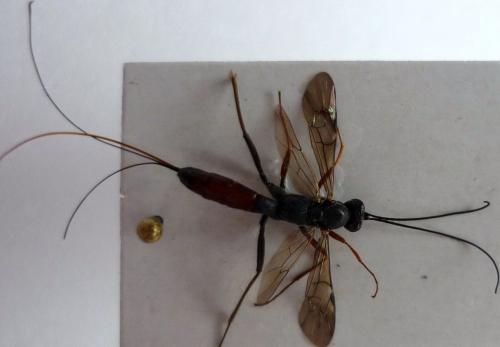 Réf. 76 793 : Lissonota sp.