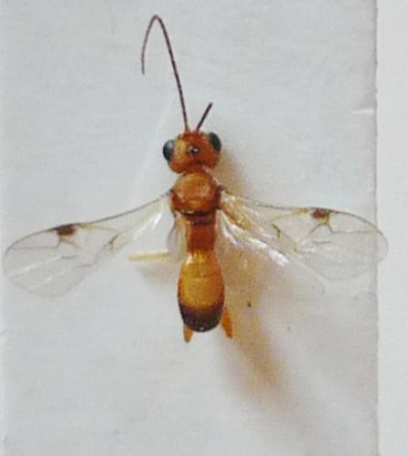 Phanerotoma sp.