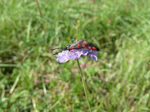 Zygaena transalpina