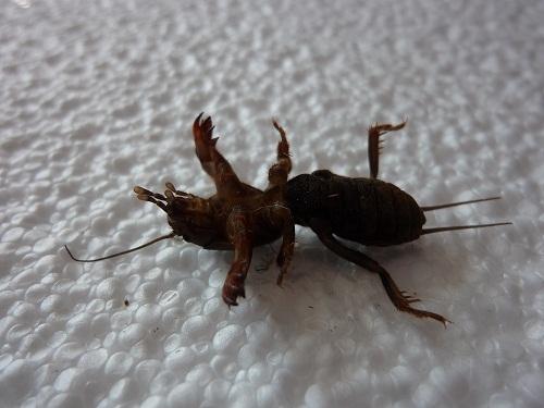Gryllotalpa gryllotalpa