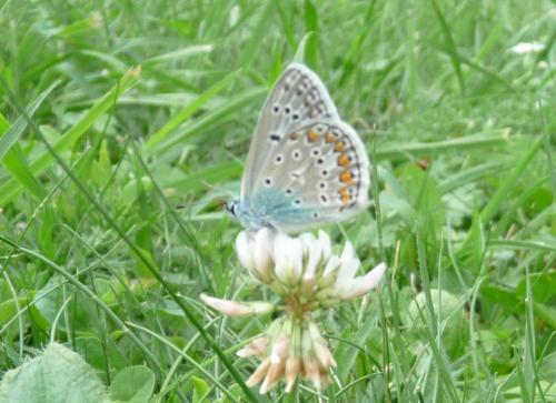 Polyommatus icarus