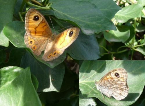 Lasiommata maera