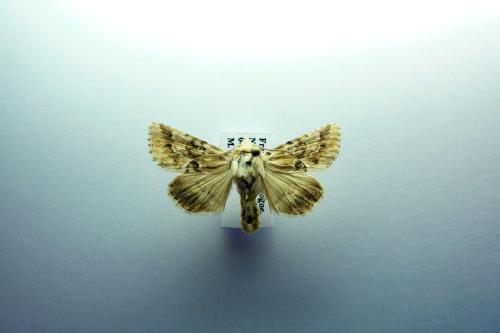 Eremobia ochroleuca