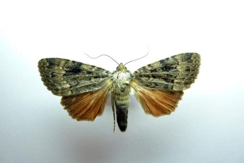 Amphipyra berbera