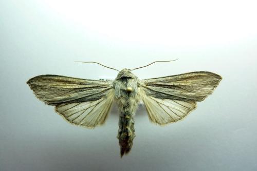 Cucullia umbratica