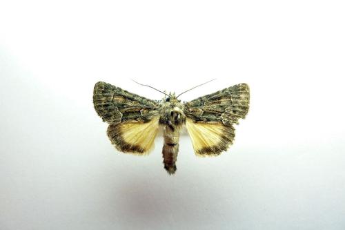 Thalpophila matura