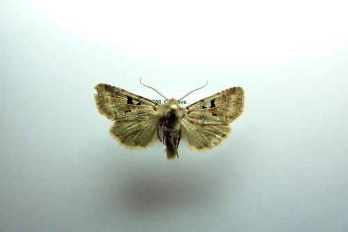 Réf. 76 039 : Orthosia gothica