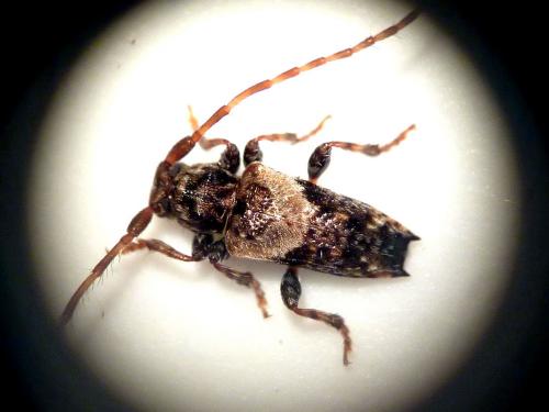Pogonocherus hispidus