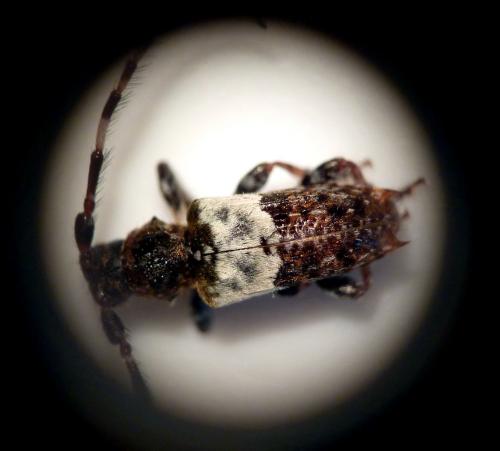 Réf. 76 377 : Pogonocherus hispidulus