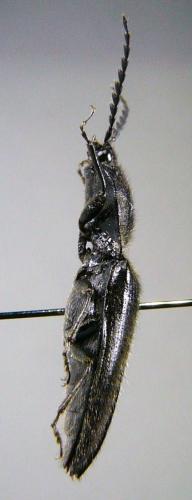 Réf. 76 134 : Hemicrepidius hirtus