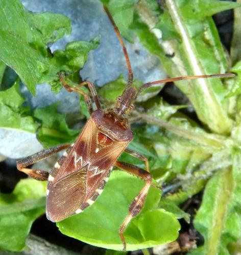Leptoglossus occidentalis