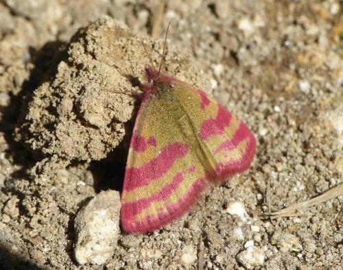 Réf. 76 894 : Lythria sanguinaria