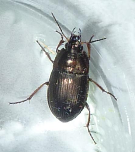 Amara sp.